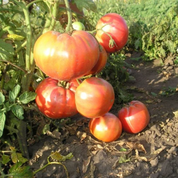 Tomato Plant Raspberry Vicante