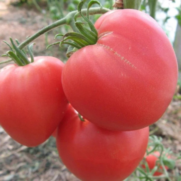 Tomato Plant 'Bull's Heart Pink'
