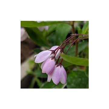 Sollya heterophylla 'Pink' - Bluebell creeper