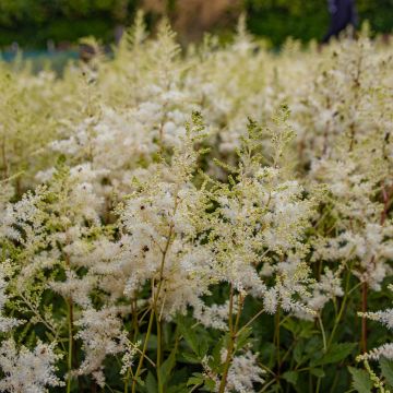 Astilbe Snowdrift