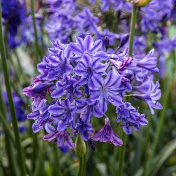 Agapanthus Midnight Sky