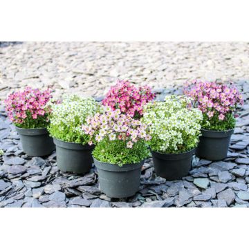 Saxifraga Mossy - Pack of SIX cushion Saxifrage Plants