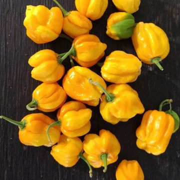 Chilli Pepper Plant 'Habanero Yellow'
