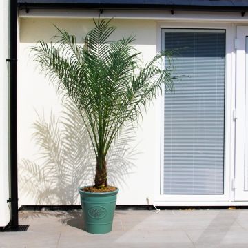 Phoenix roebelenii - XXXL Pygmy Date Palms - circa 150-180cm