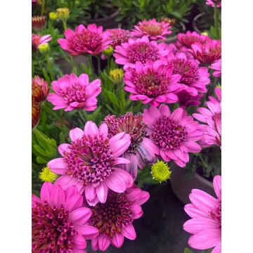 Osteospermum Double Pink - Double Flowering Cape Daisy