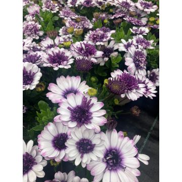 Osteospermum Double Blueberry Shake  - Double Flowering Cape Daisy