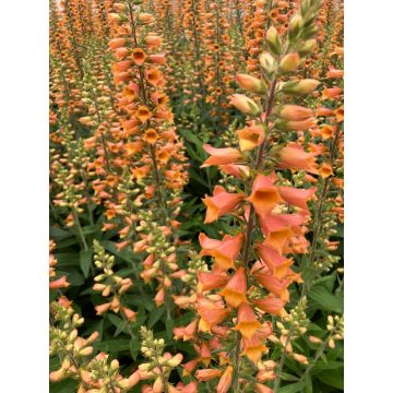Digitalis ‘Firecracker’ - Orange Foxglove