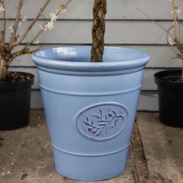 WINTER SALE - Blue Olive Planter - Extra Large (40cm)