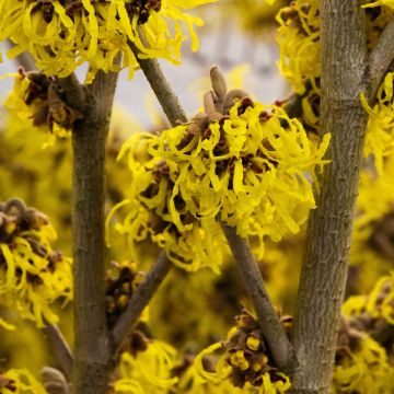 Hamamelis x intermedia ‘Arnold Promise’ - Witch Hazel Tree