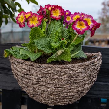 SPECIAL DEAL - Hanging Rustic Wall Basket - ALL WEATHER Brown (35cm)