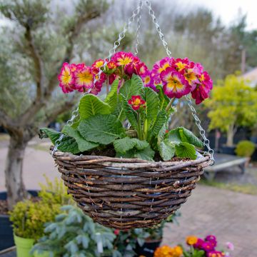 SPECIAL DEAL - Brown Rattan Hanging Basket - Pack of Two - Medium (30cm)