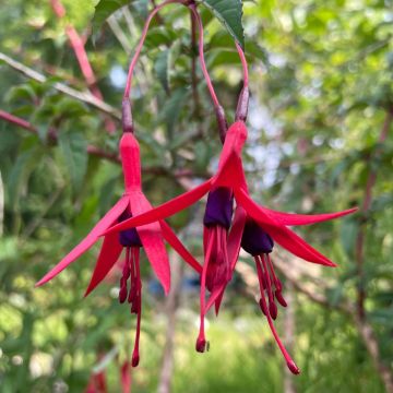 Fuchsia Magellanica