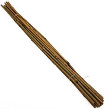 Bamboo Cane - 5 Foot - Pack of TWELVE