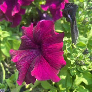 Petunia Ultra Burgundy