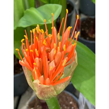 Scadoxus multiflorus subsp. katherinae 'Orange Wonder' - Powderpuff Blood Lily - In Bud & Bloom