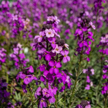 Erysimum Poem Lilac - Perennial Wallflower