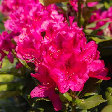 Rhododendron 'Nova Zembla' - Rhododendron Hybrid