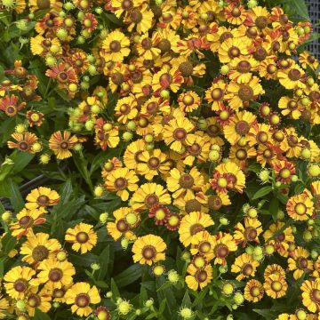 Helenium 'Okra Sundae'