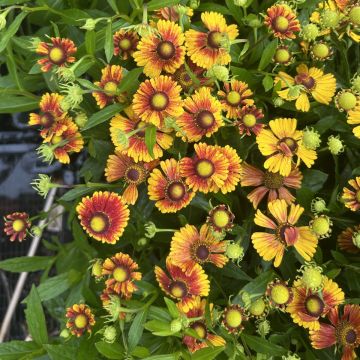 Helenium 'Peach Sundae'