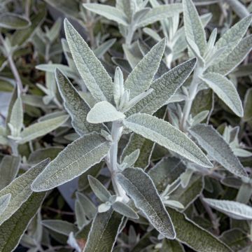 Buddleja Morning Mist - Silver Anniversary Buddleia