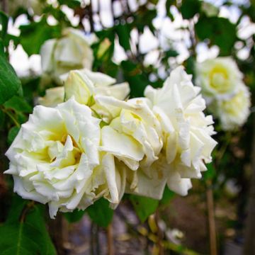 Large 6-7ft Climbing Rose Herbert Stevens