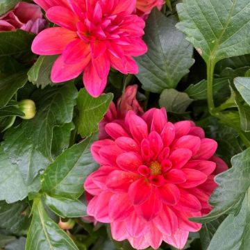 Patio Dahlia Coral Sunburst Plant - In Bud & Bloom