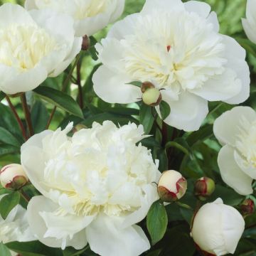 Paeonia lactiflora - Peony - Immaculee