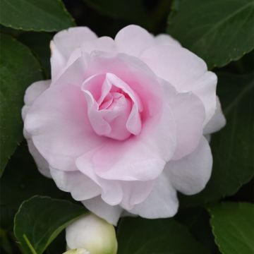 Busy Lizzie 'Glimmer Appleblossom' - Double Flowering Impatiens