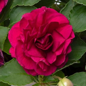 Busy Lizzie 'Glimmer Burgundy' - Double Flowering Impatiens