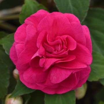 Busy Lizzie 'Glimmer Hot Pink' - Double Flowering Impatiens