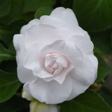 Busy Lizzie 'Glimmer White' - Double Flowering Impatiens