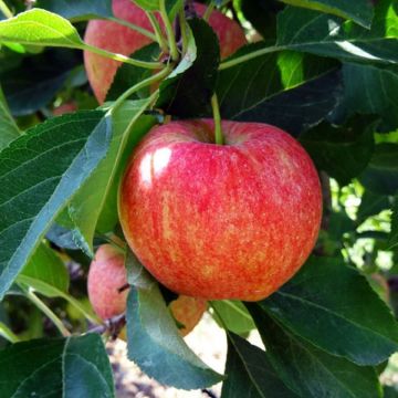 Patio Fruit Tree - Malus Mini Galina - Apple Tree