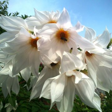 Imperial Tree Dahlia - Dahlia Imperialis alba - White Lightning - Majestic 2m Skyscraper Dahlias
