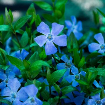 Vinca minor Bowles Variety - Blue Flowered Evergreen Ground Cover - Lesser Periwinkle Plant Vinca minor Bowles Variety - Blue Flowered Evergreen Ground Cover - Lesser Periwinkle Plant