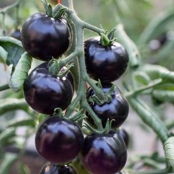 Tomato 'Indigo Rose'