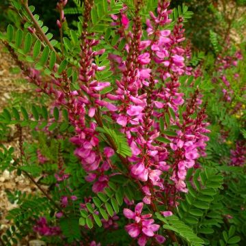 Indigofera heterantha - Himalayan indigo