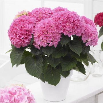 MOTHERS DAY - Blooming Indoor Rose Pink Hydrangea