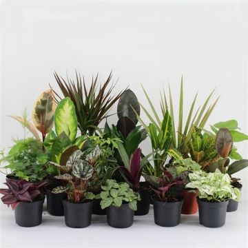 BLACK FRIDAY DEAL - Houseplant Roulette - Lucky Dip Houseplant