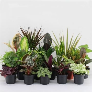 Houseplant Roulette - Lucky Dip Houseplant