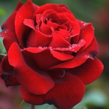 Rose Ingrid Bergman