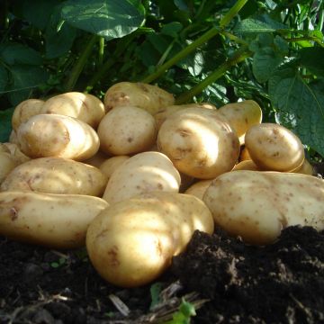 International Kidney - Salad Seed Potatoes - Pack of 10