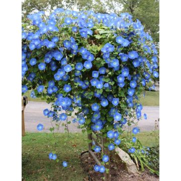 Ipomoea 'Clarke's Heavenly Blue' - Morning Glory Climbing Vine