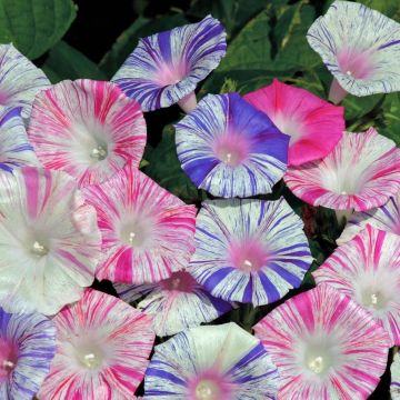 Ipomoea Peppermint - Morning Glory Vine