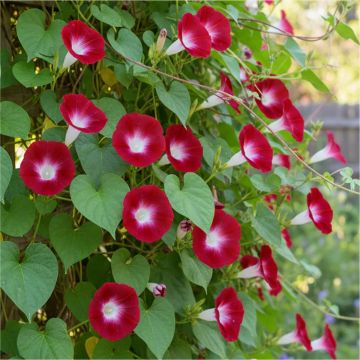 Climbing Ipomoea Scarlet O'Hara - Morning Glory Vine