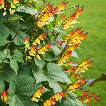 Ipomoea lobata 'Exotic Love' - Mina lobata 'Spanish Flag'