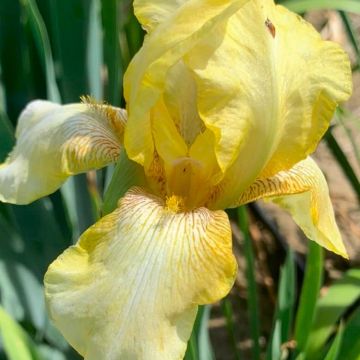 Iris Dawn of Fall