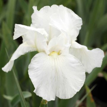 Iris White Knight