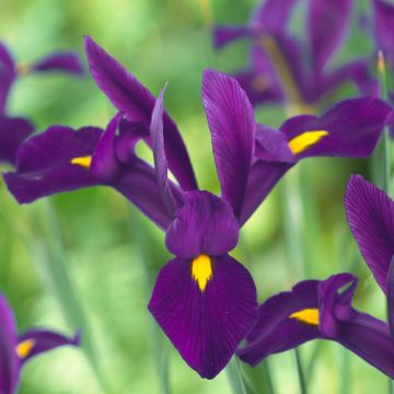 Iris hollandica Purple Sensation - Pack of 10
