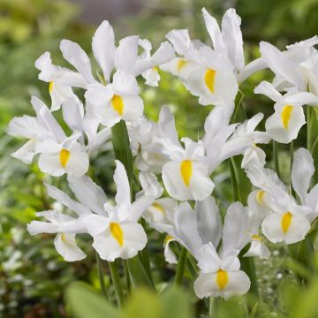 SPECIAL DEAL - Iris hollandica White van Vliet - Pack of 12