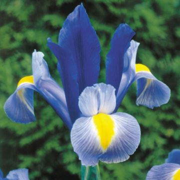SPECIAL DEAL - Iris Sapphire Beauty - Pack of 12